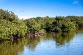 Mangrove Forests in the UAE